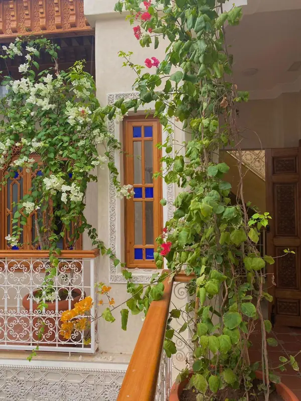 Les plantes grimpantes de la galerie