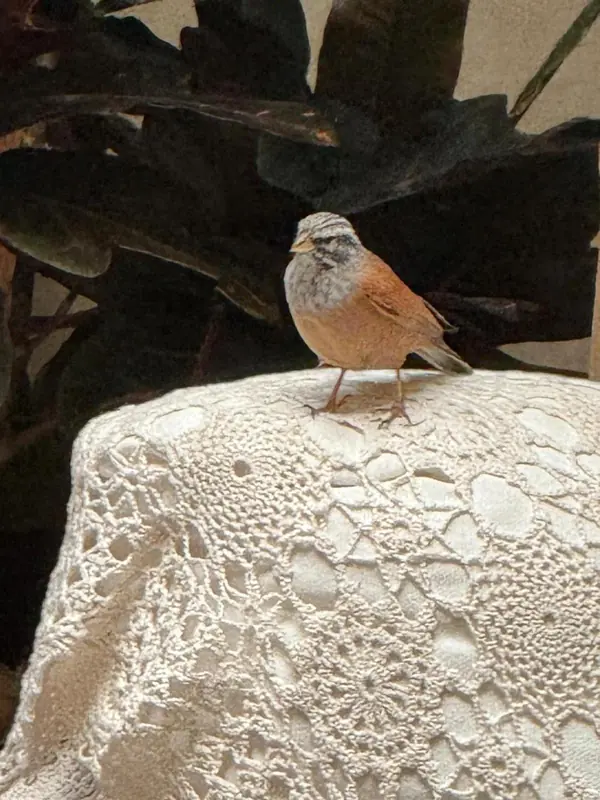 Un oiseau de passage sur la nappe en crochet